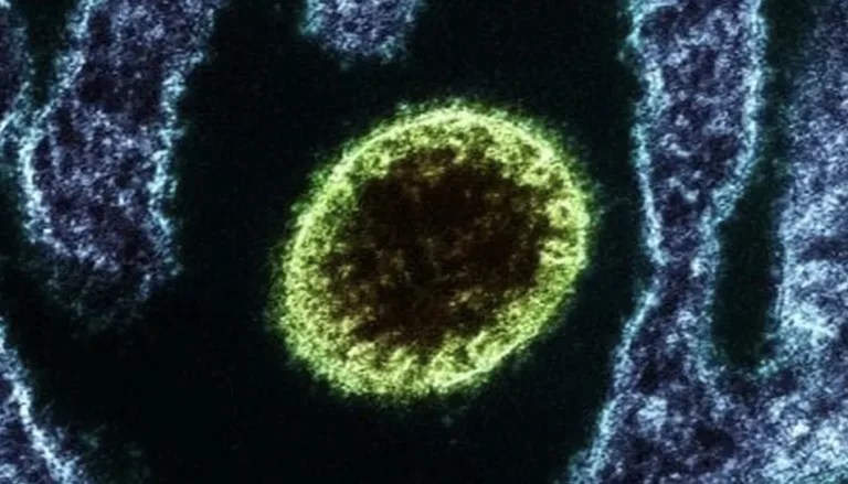 Vírus Nipah Índia: novo surto de vírus letal pelo mundo lembra por que a higienização do carro não pode ser ignorada