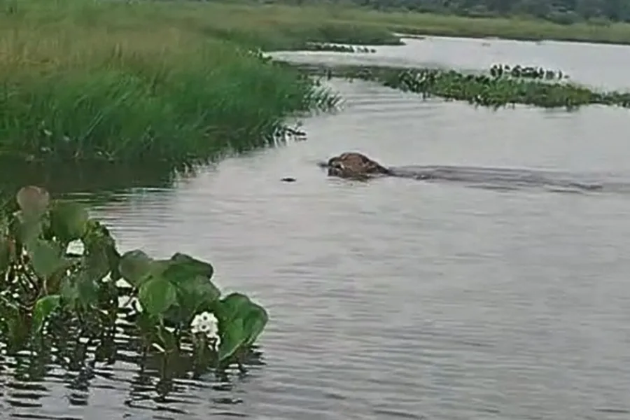 Vídeo Raro: Onça-pintada cruza rio a nado em SP; Depois de quase um século sob ameaça, onça reaparece nadando e emociona parque no oeste paulista