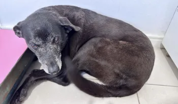 Caso Orelha: melhor amiga do cachorro foi adotada e ganhou lar especial