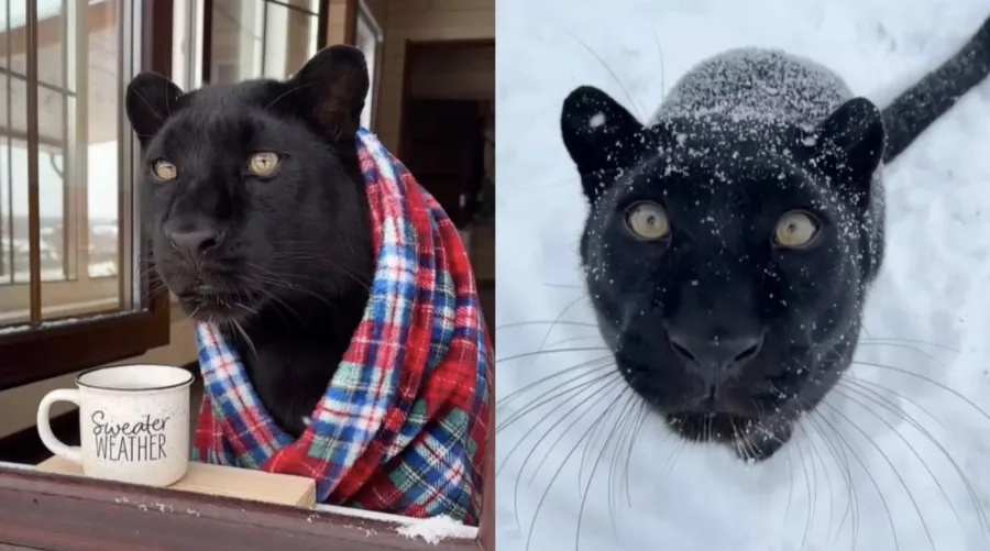 Conheça essa “gatinha”: Luna é uma pantera negra que foi rejeitada ao nascer e sobreviveu graças a uma história emocionante