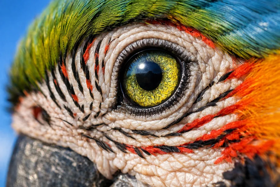 Entenda como as aves fazem seu Waze parecer ultrapassado por poderem enxergar o campo magnético da Terra