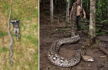 Quantos metros tem a maior cobra do mundo? Serpente de 7 metros encontrada na Indonésia entra para o Guinness por um motivo impressionante