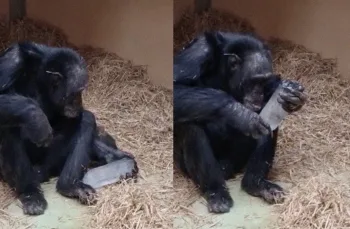 Chimpanzés ficaram fascinados por cristais em experimento científico, e isso pode explicar uma curiosidade antiga do comportamento humano