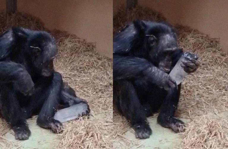 Chimpanzés ficaram fascinados por cristais em experimento científico, e isso pode explicar uma curiosidade antiga do comportamento humano