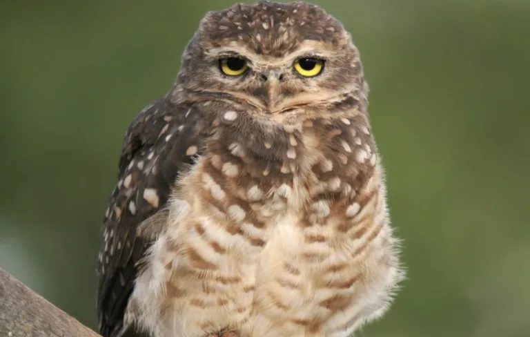 Coruja-buraqueira nas cidades: pesquisadores da USP alertam para riscos causados pela expansão urbana