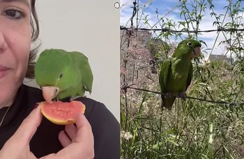 A família curou uma maritaca e disse adeus achando que nunca mais veria o animal, mas o que aconteceu no dia seguinte deixou todos sem palavras