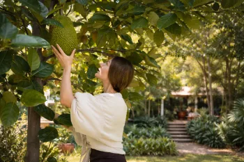 Jaqueira virou problema na Mata Atlântica: Estudo revela impacto inesperado da árvore no solo da floresta e em espécies de sapos