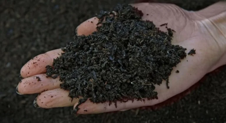 Caroço de açaí vira negócio milionário e transforma falência em faturamento de R$ 230 mil