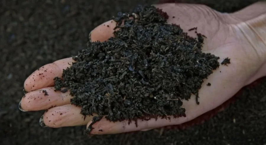 Caroço de açaí vira negócio milionário e transforma falência em faturamento de R$ 230 mil