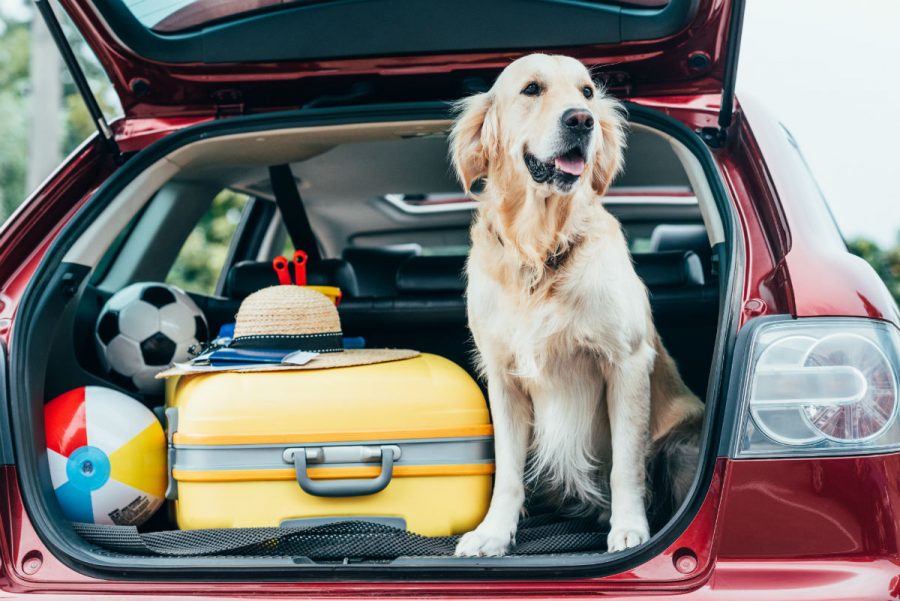 Transportar objetos no banco de trás do carro pode gerar multa grave?
