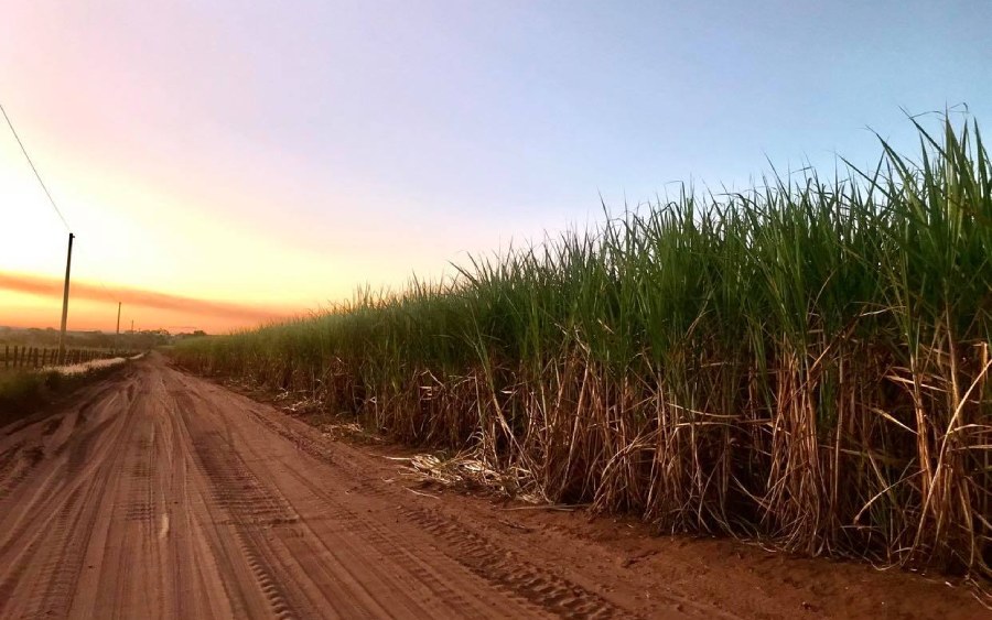 Cana-de-açúcar é principal matéria prima do etanol