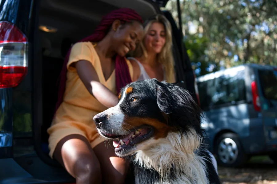 Dirigir com animais no colo ou soltos é infração média, resultando em multa de R$ 130,16 e 4 pontos na carteira. Já transportá-los em carrocerias é infração grave, com multa e retenção do veículo.