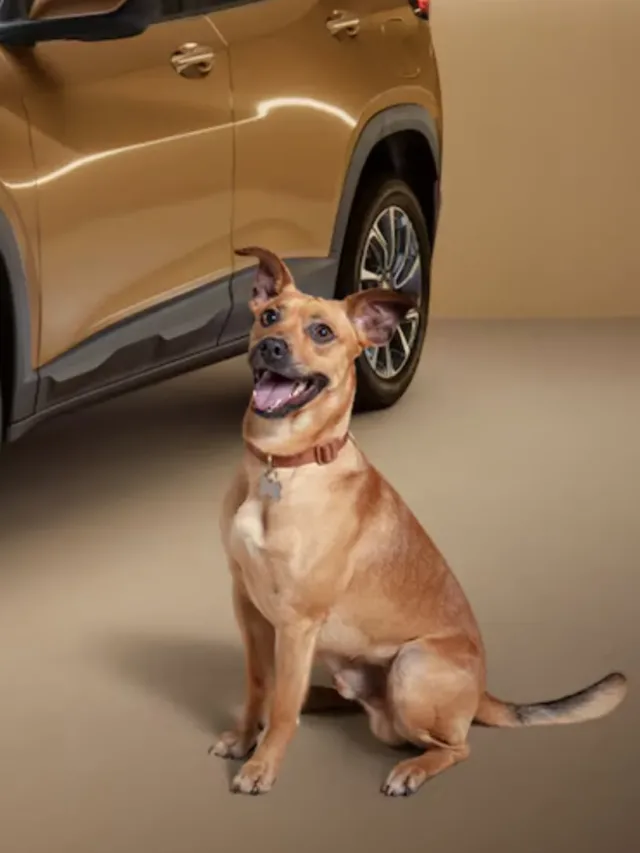 Caramelo uniu Netflix e Chevrolet em uma campanha animal